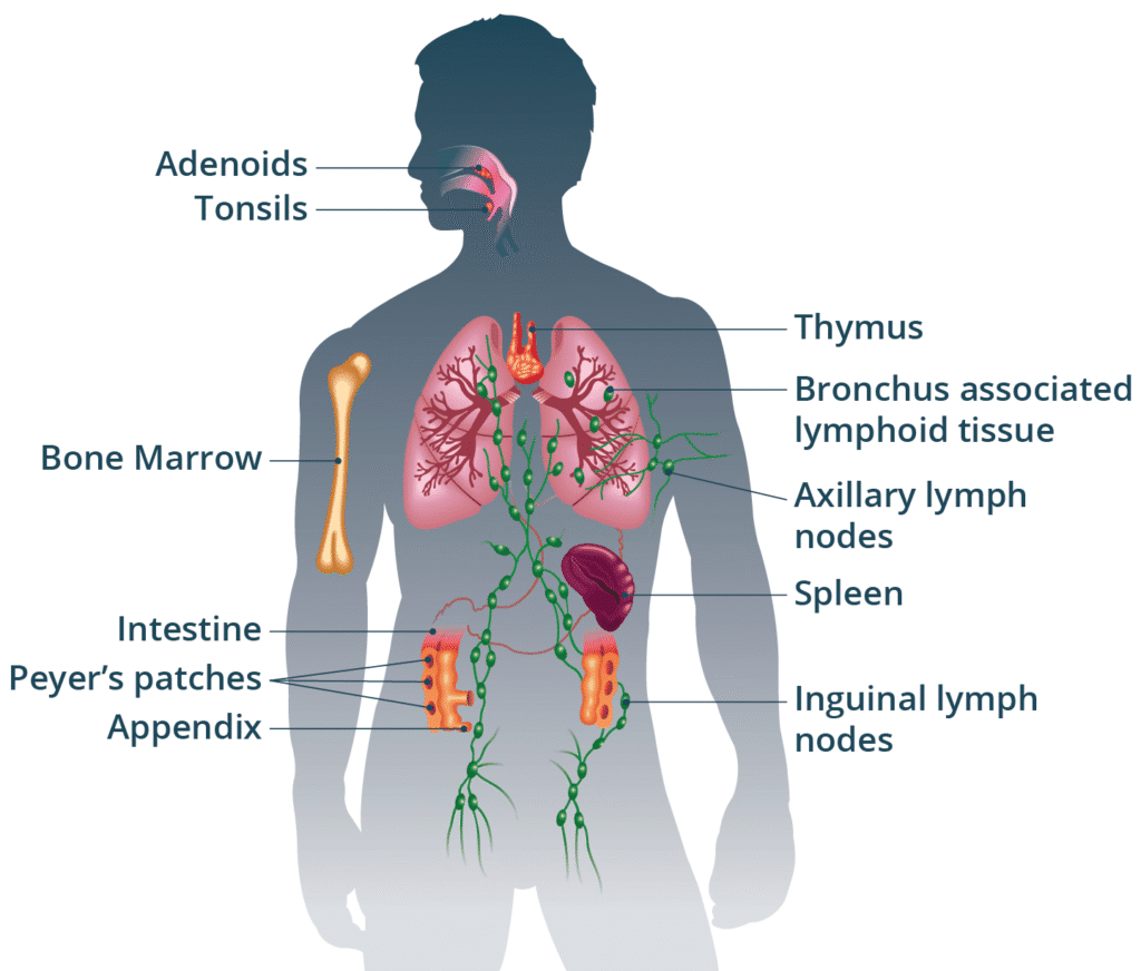 understanding immune system