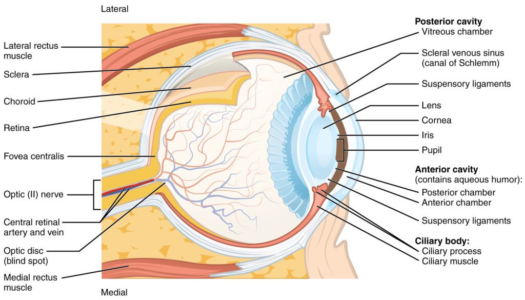 Eye Anatomy