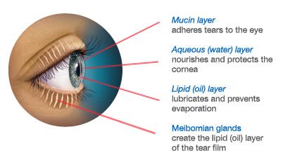 Meibomian Glands and Their Role