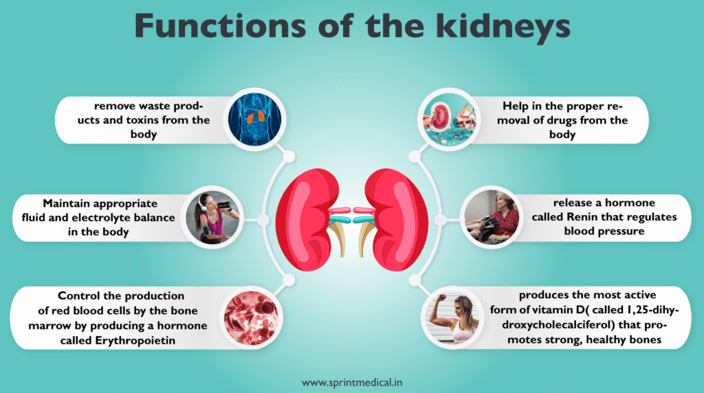 Core Functions of the Kidneys