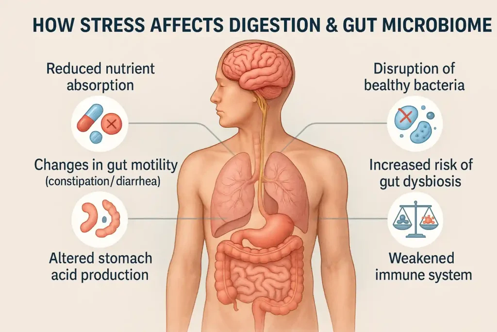 How Stress Impacts Your Gut Health and Digestion: The Complete Guide