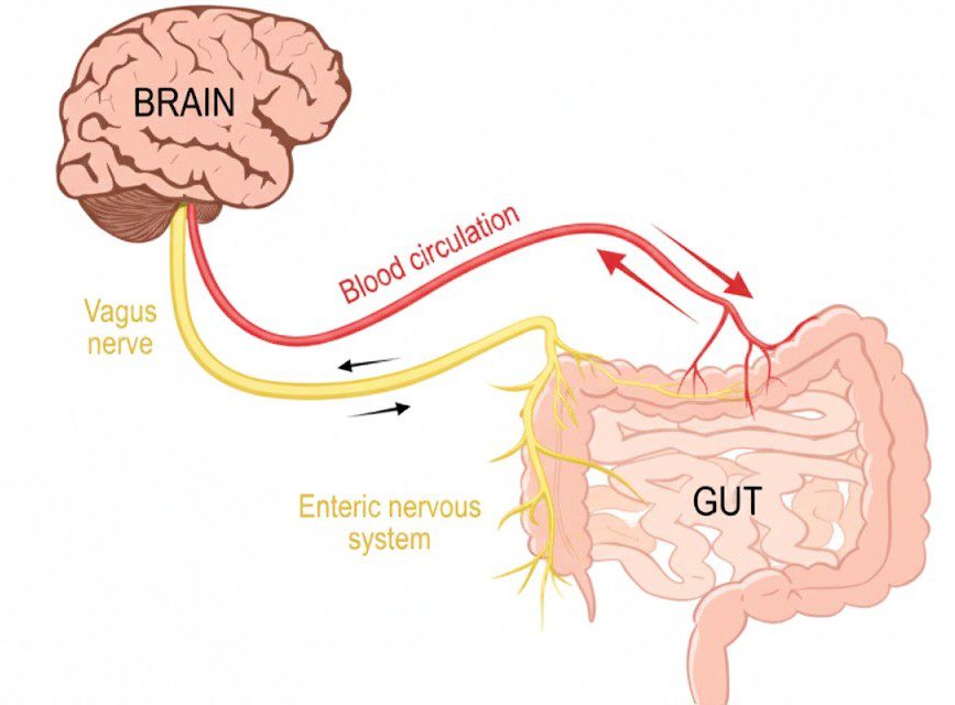 What Is the Gut-Brain Connection?